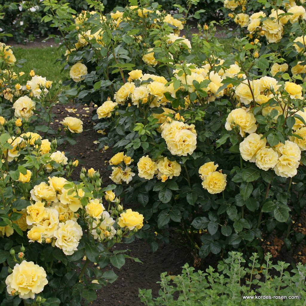 Роза парковая Личткёнигин Люсия